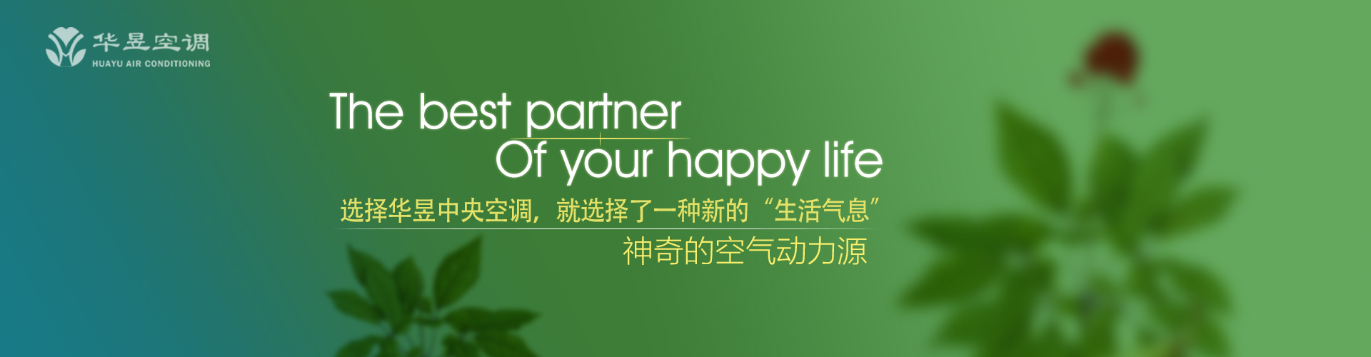 百年之约网